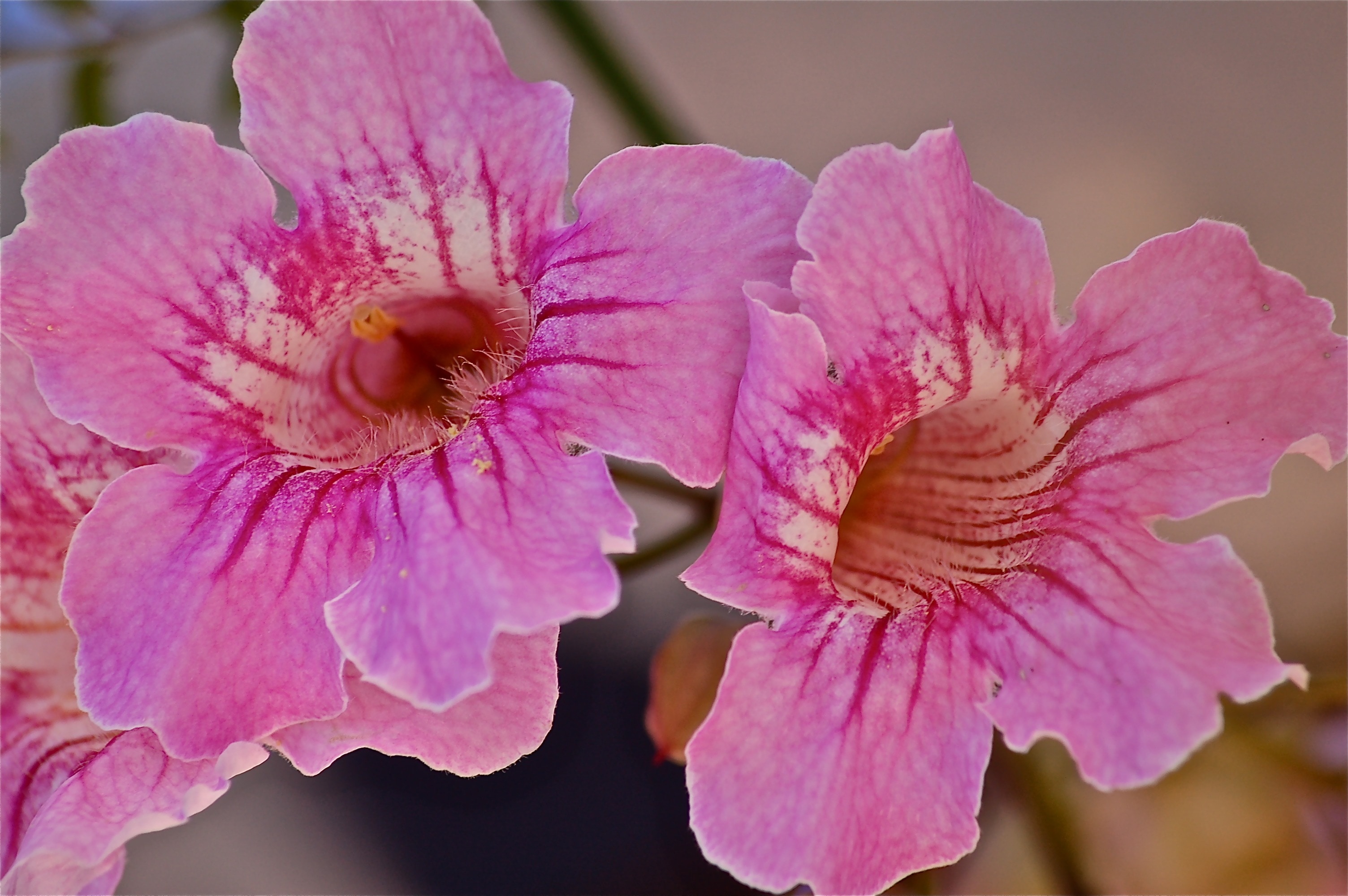 selective focus photo of pink trumpet creeper flowers