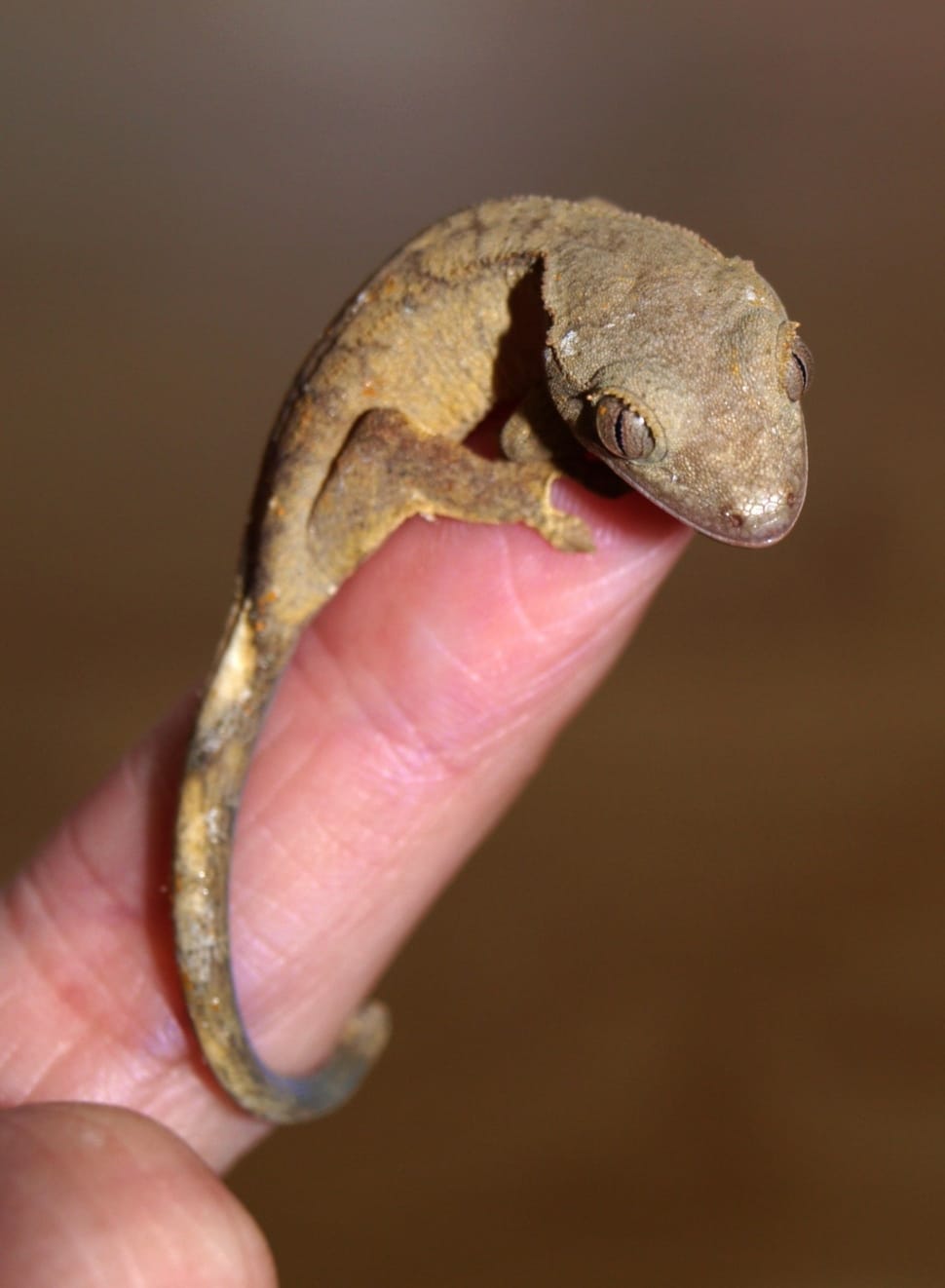 brown gecko preview