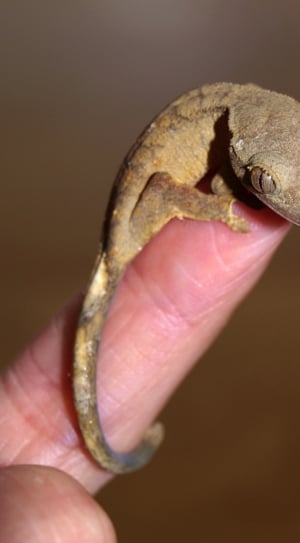 brown gecko thumbnail