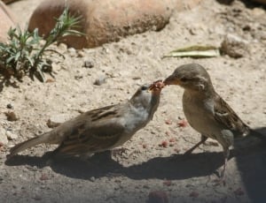 2 brown and grey sparrow birds thumbnail