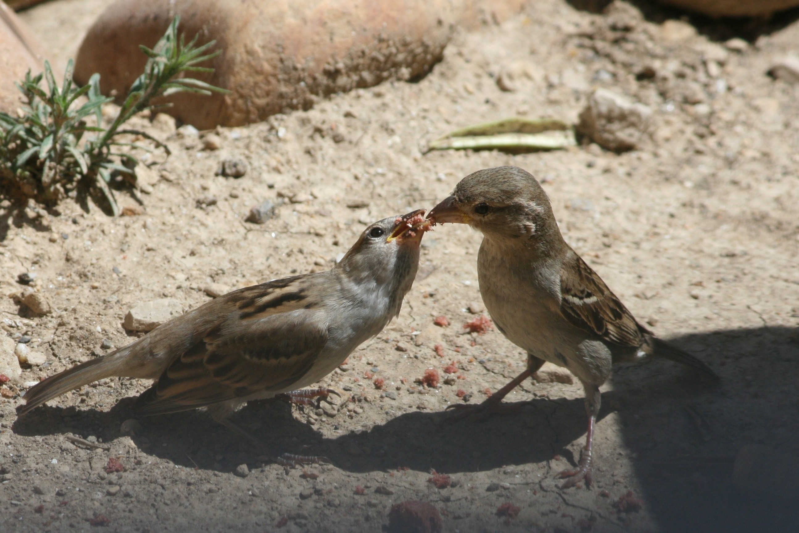 2 brown and grey sparrow birds