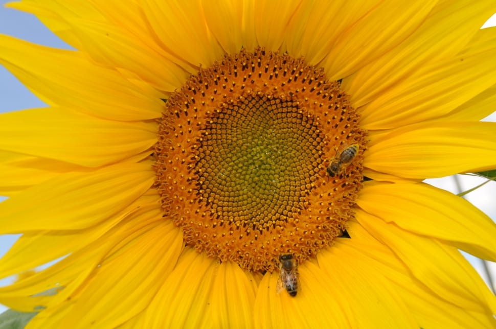 bee on sunflower preview