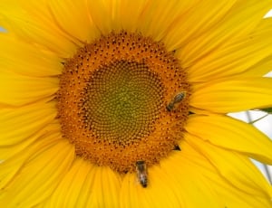 bee on sunflower thumbnail