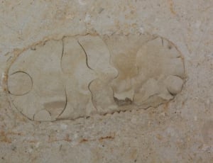 Fossil Beast, Fossil, Petrification, cracked, textured thumbnail