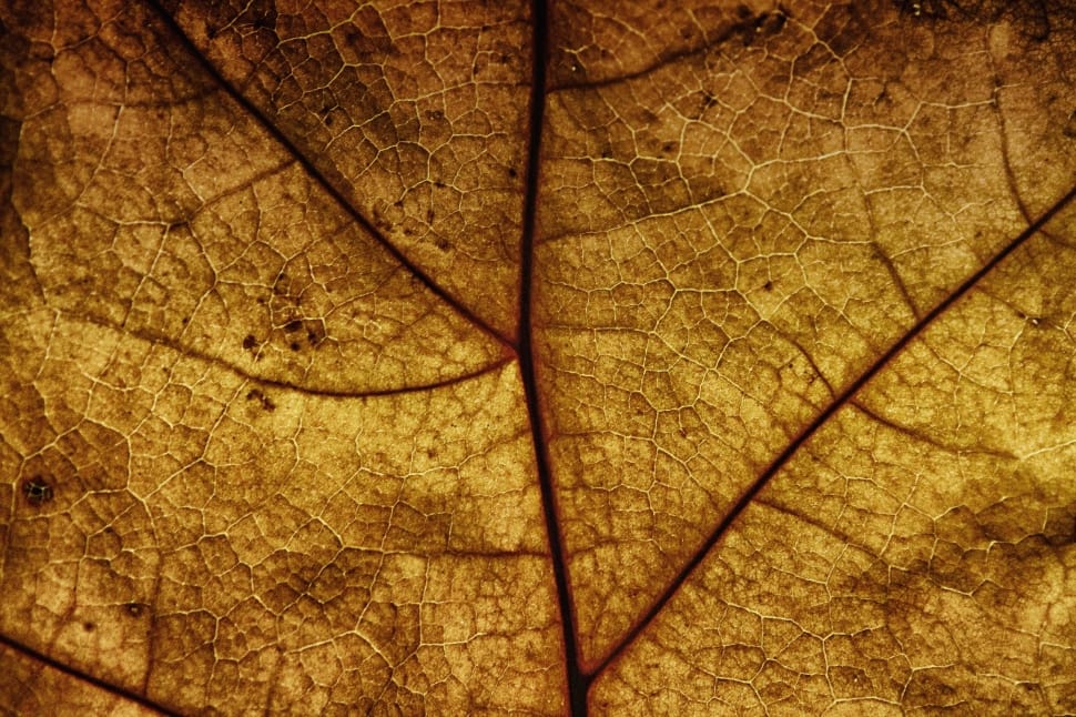 close up photo of brown leaf preview
