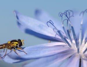 hover fly thumbnail