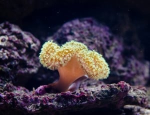 beige coral thumbnail