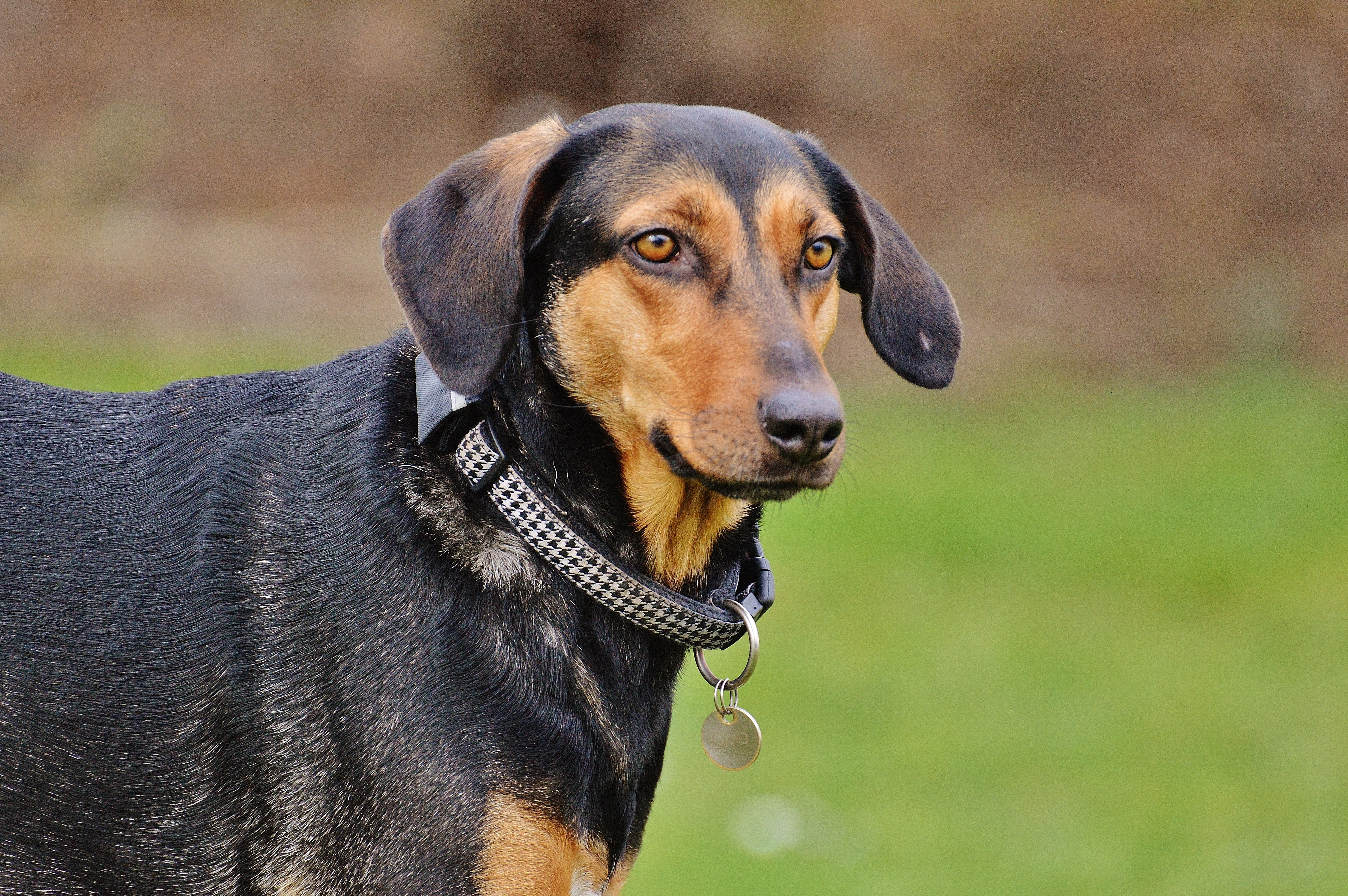 tan and black short coated dog