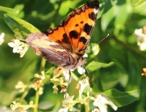 brown and orange butterfly thumbnail