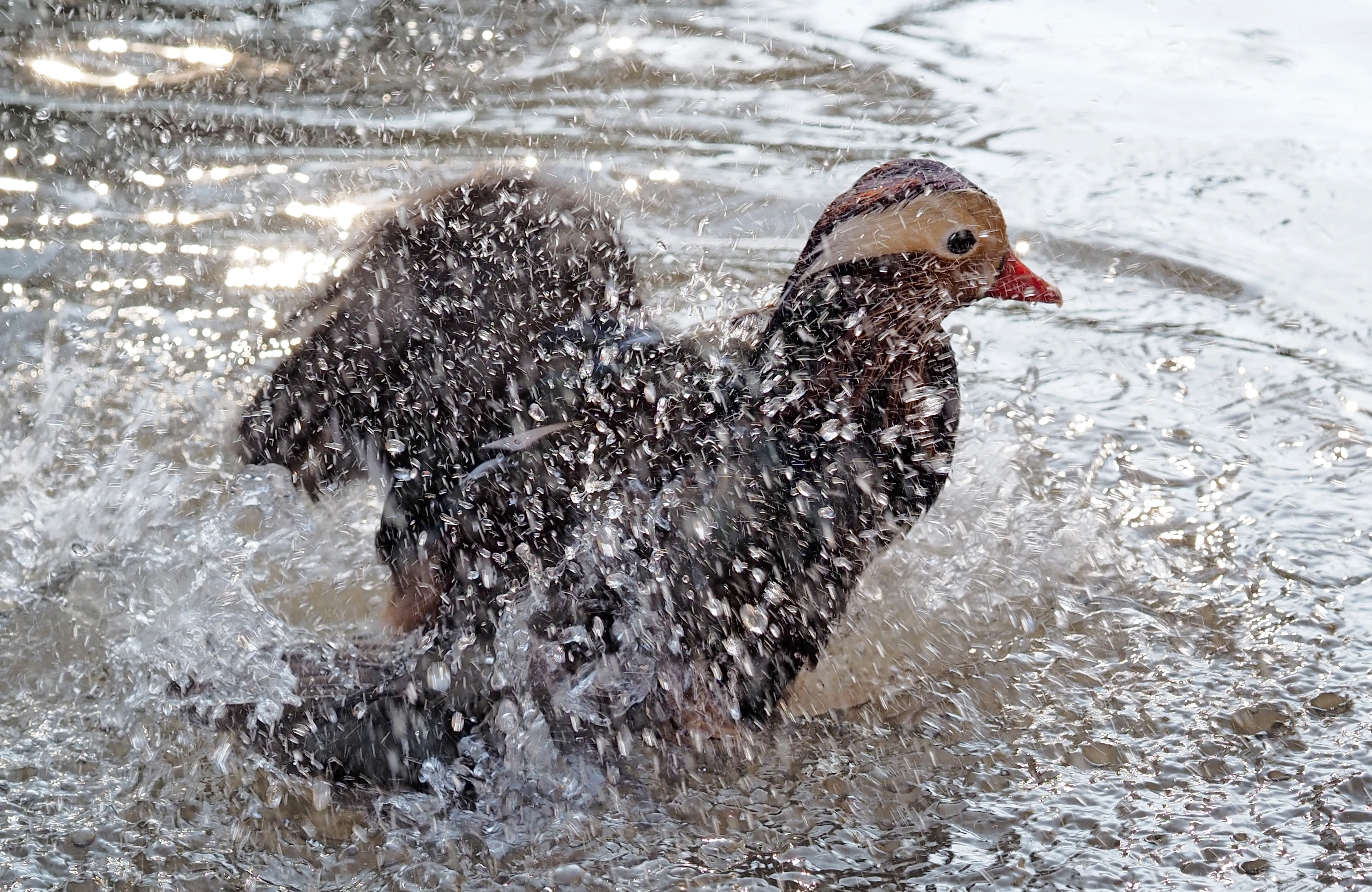 black and brown duck