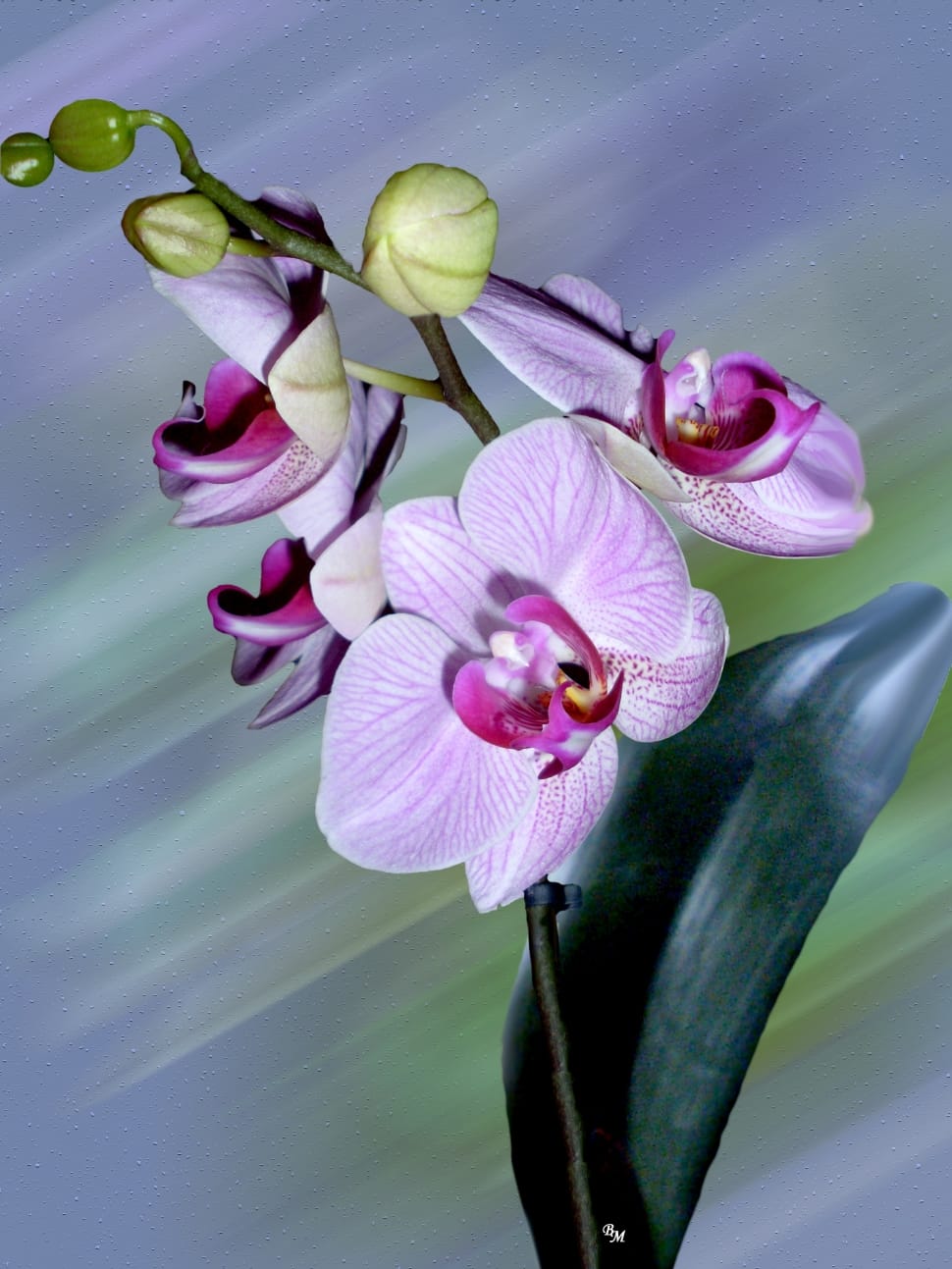 purple orchid flowers preview