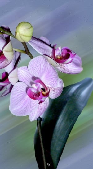 purple orchid flowers thumbnail