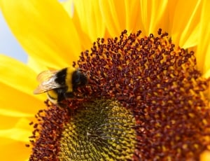 bumblebee and sunflower thumbnail
