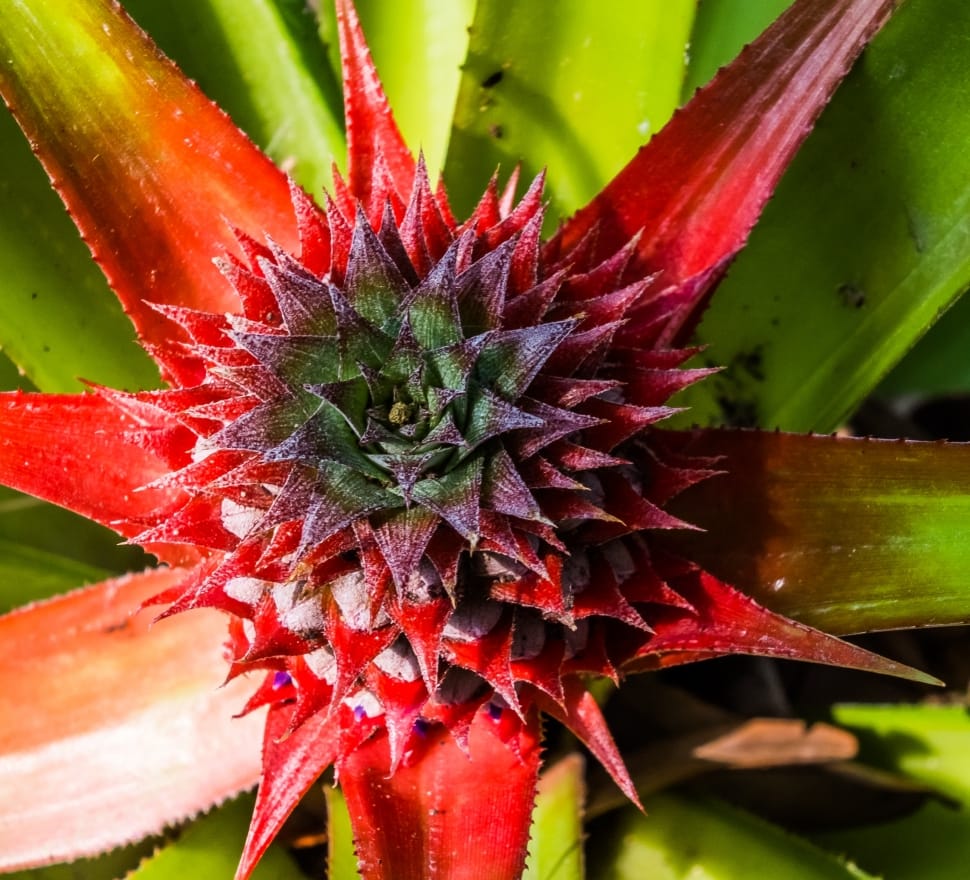Young Pineapple, Fruit, Pineapple, flower, red preview