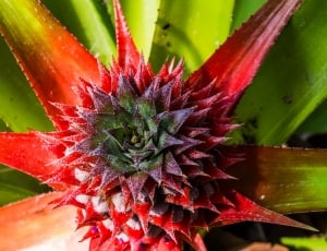 Young Pineapple, Fruit, Pineapple, flower, red thumbnail