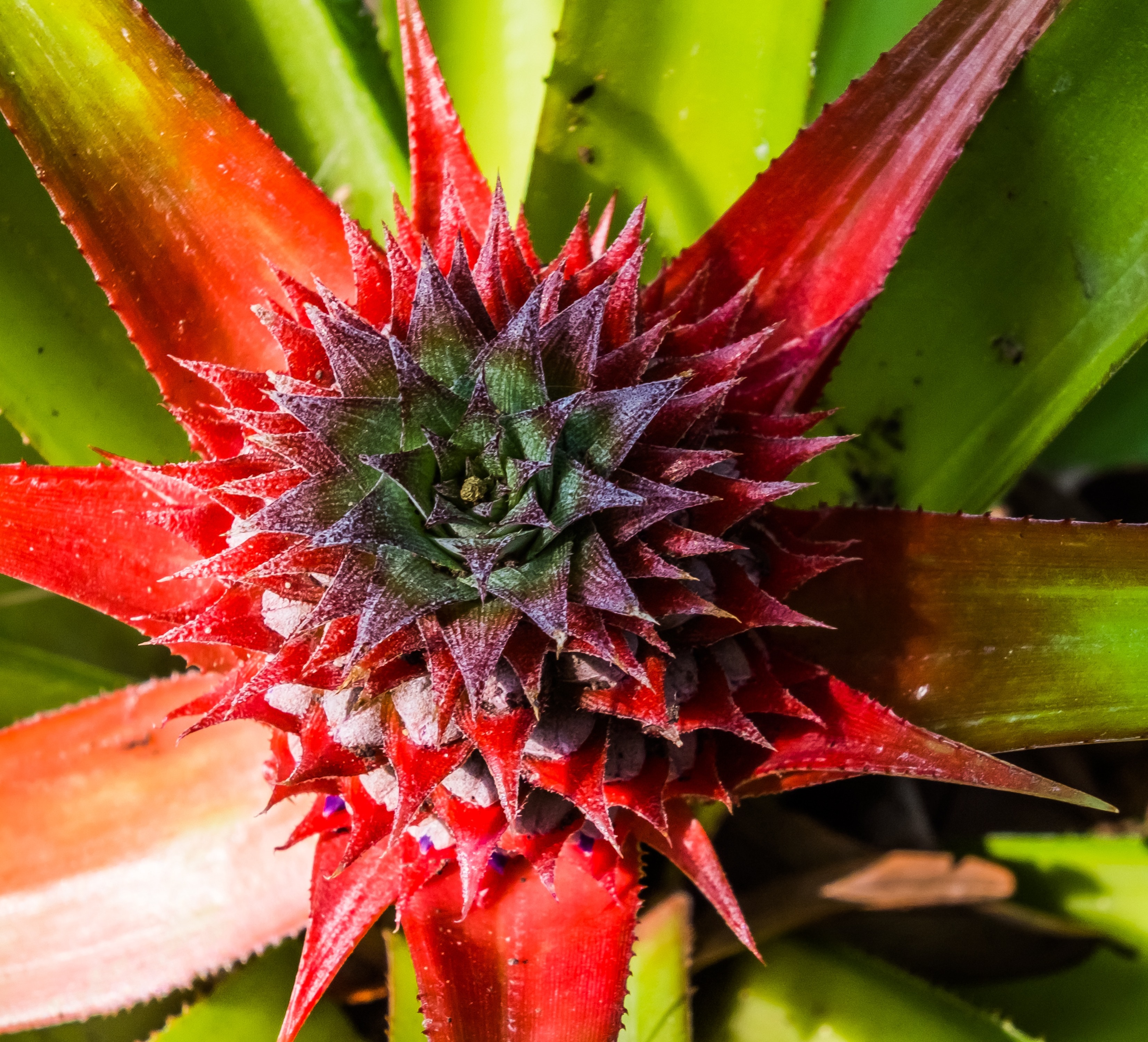 Young Pineapple, Fruit, Pineapple, flower, red