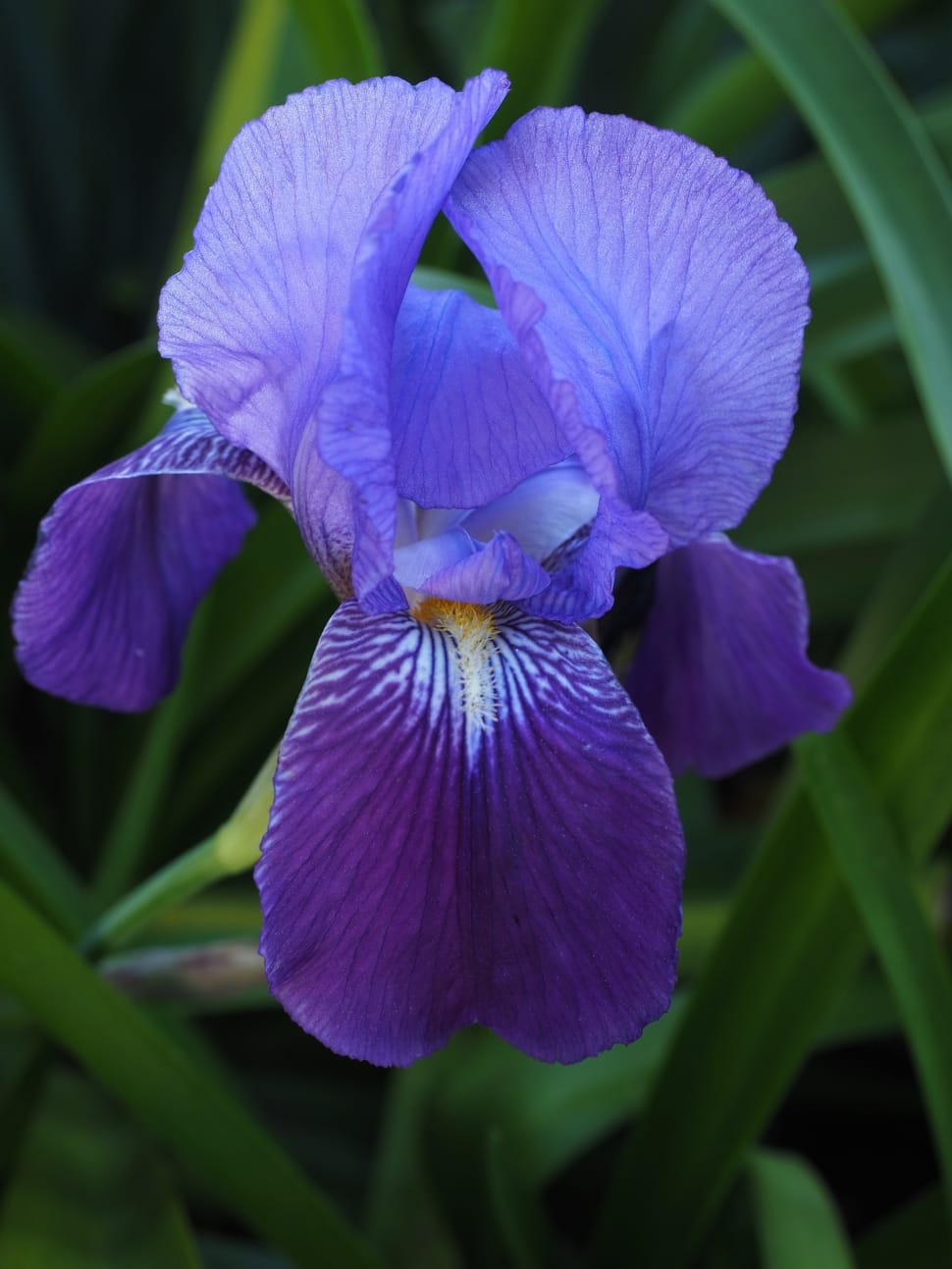 Iris, Lily, Flower, Blossom, Bloom, flower, purple preview