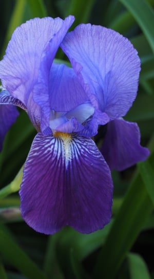 Iris, Lily, Flower, Blossom, Bloom, flower, purple thumbnail