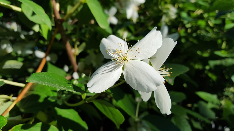 white petaled flower in bloom preview