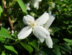white petaled flower in bloom thumbnail