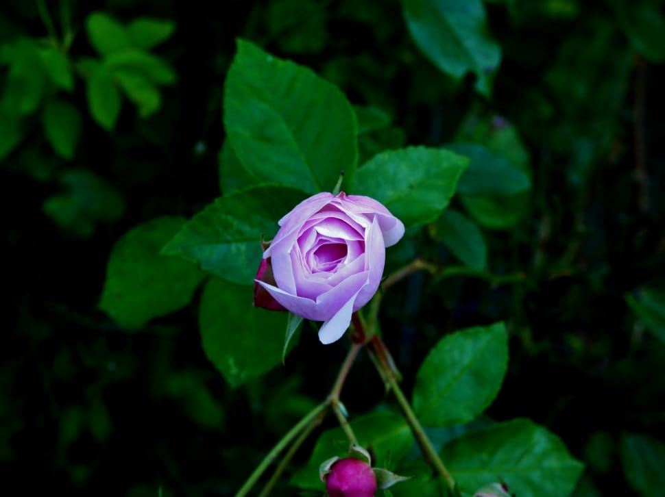 purple rose flower preview