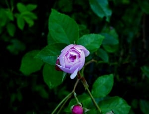 purple rose flower thumbnail