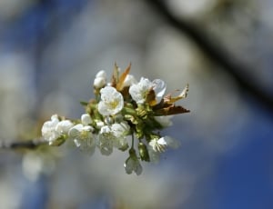 apple blossoms thumbnail