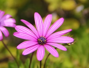 tilt shift photography of two purple flowers thumbnail