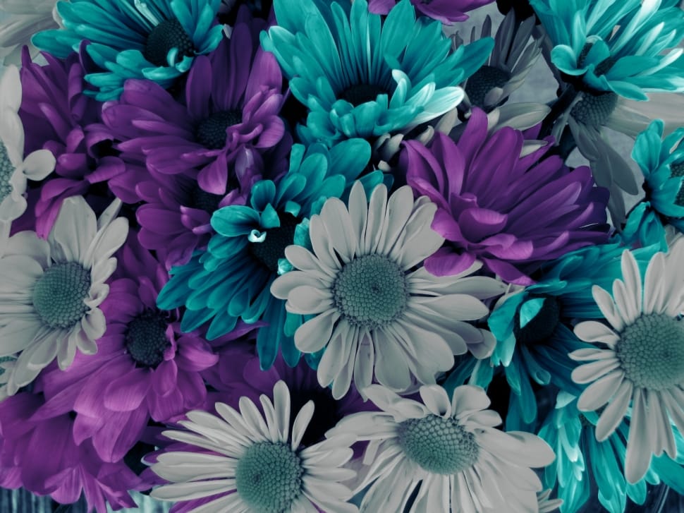 blue and white flowers preview