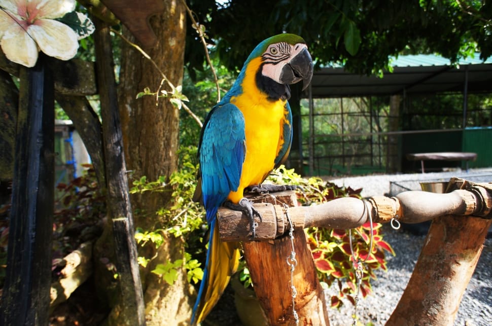 blue and yellow macaw preview
