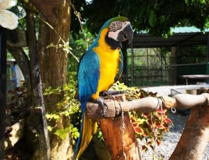 blue and yellow macaw thumbnail