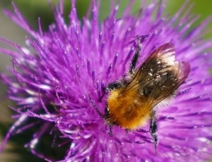 brown bee and purple petal flower thumbnail