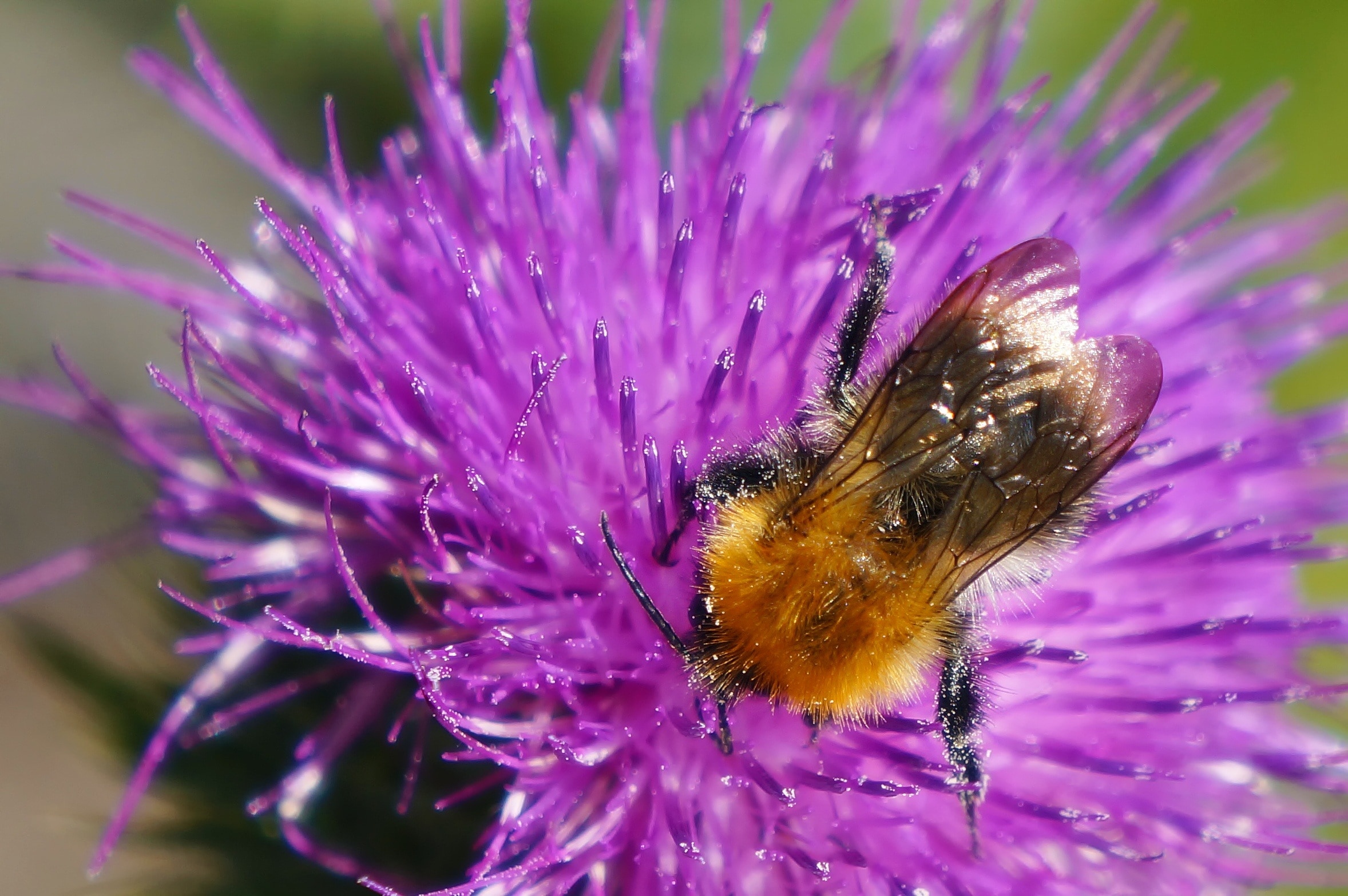 brown bee and purple petal flower
