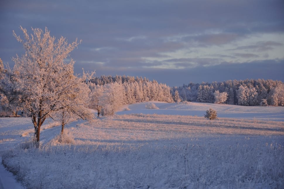 snow covered field and trees preview