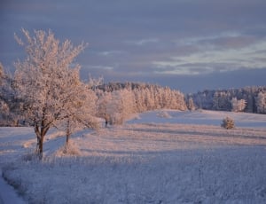 snow covered field and trees thumbnail