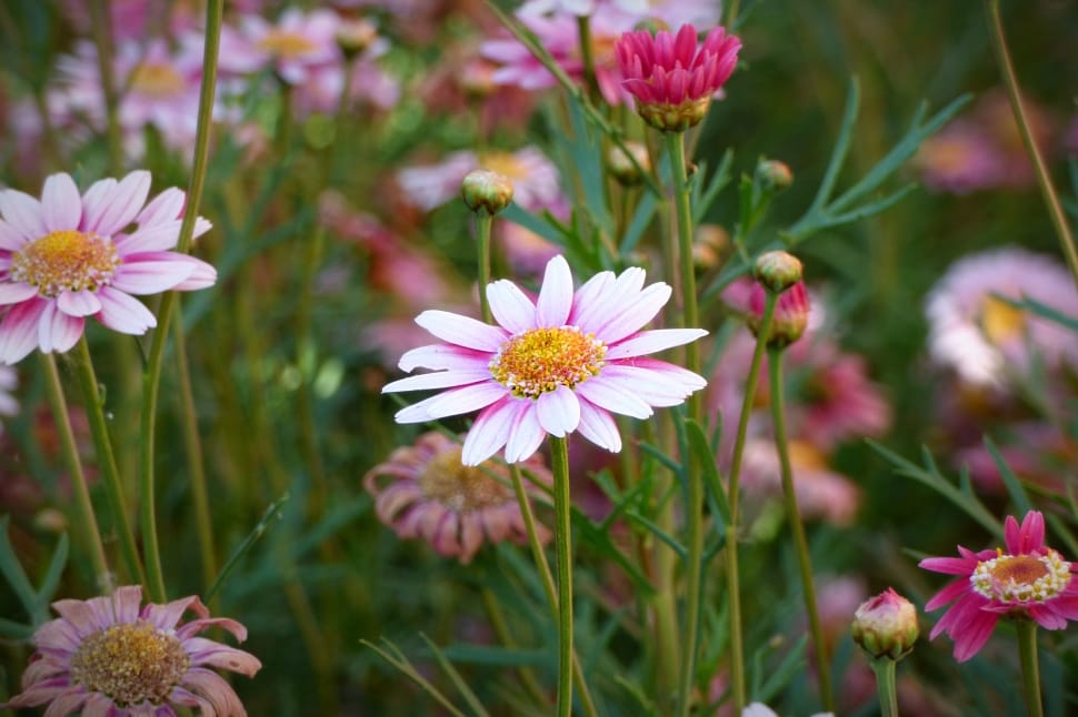 pink daisy flower preview