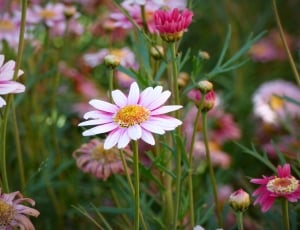 pink daisy flower thumbnail