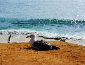 bird laying on the sand near the beach shoreline thumbnail