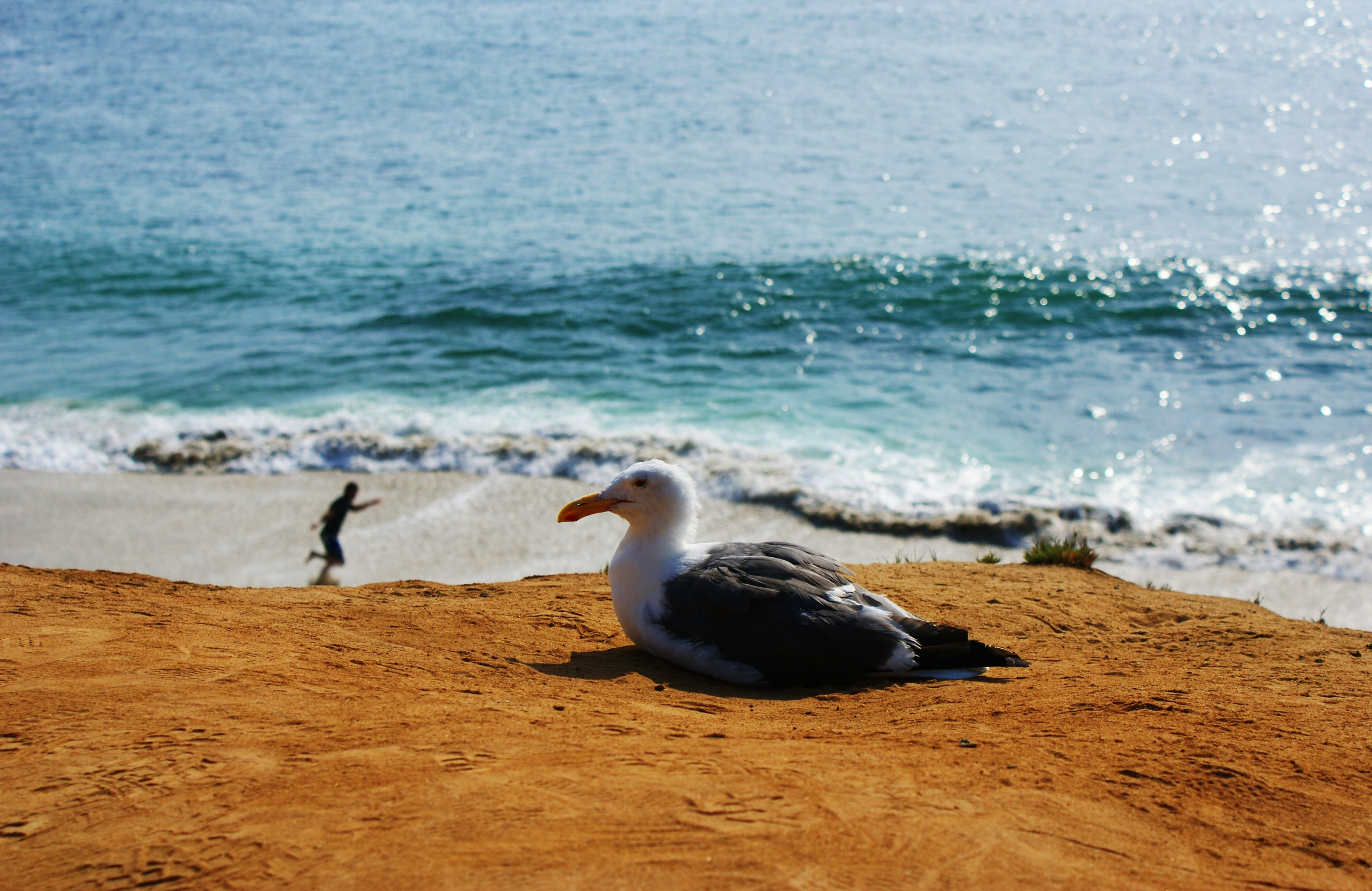 bird laying on the sand near the beach shoreline