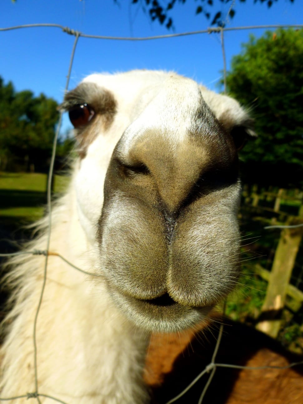 white camel preview