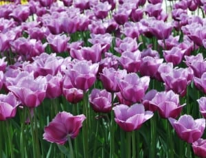 Handsomely, Spring, Flowers, Tulips, pink color, flower thumbnail