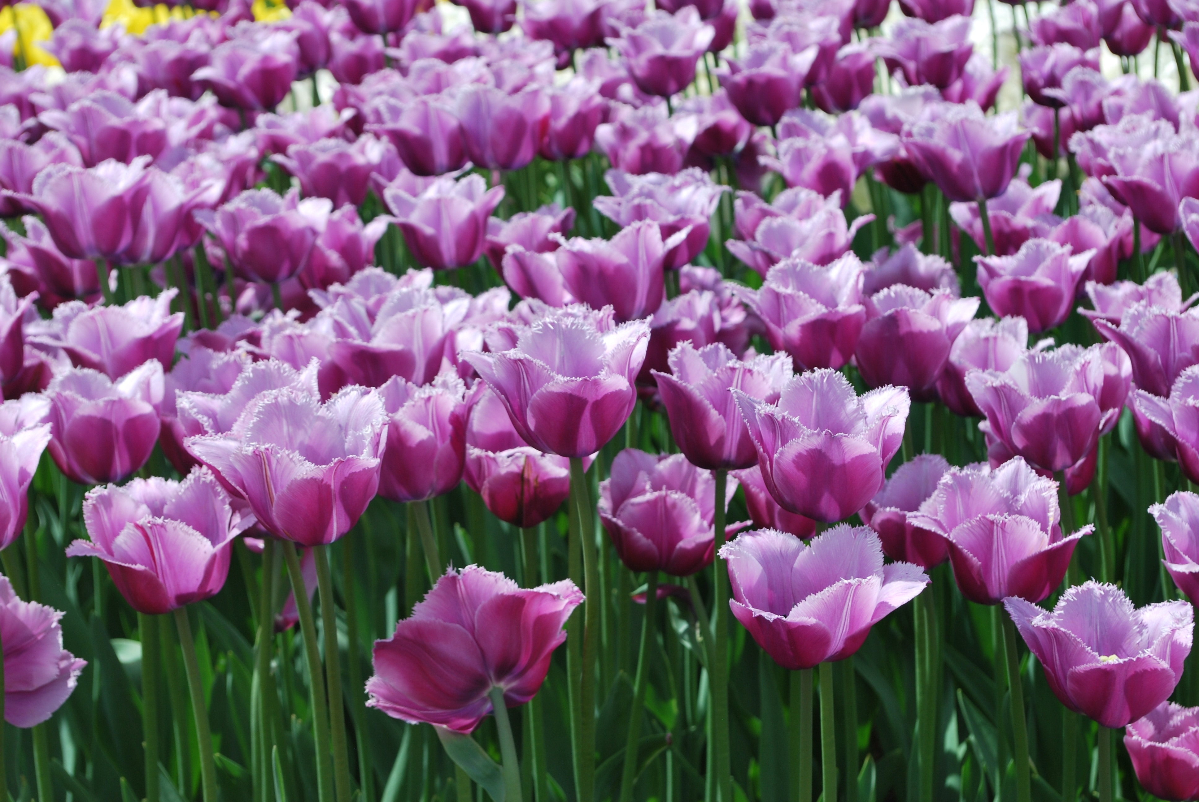 Handsomely, Spring, Flowers, Tulips, pink color, flower