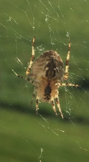macro photo of black and white spider on web thumbnail