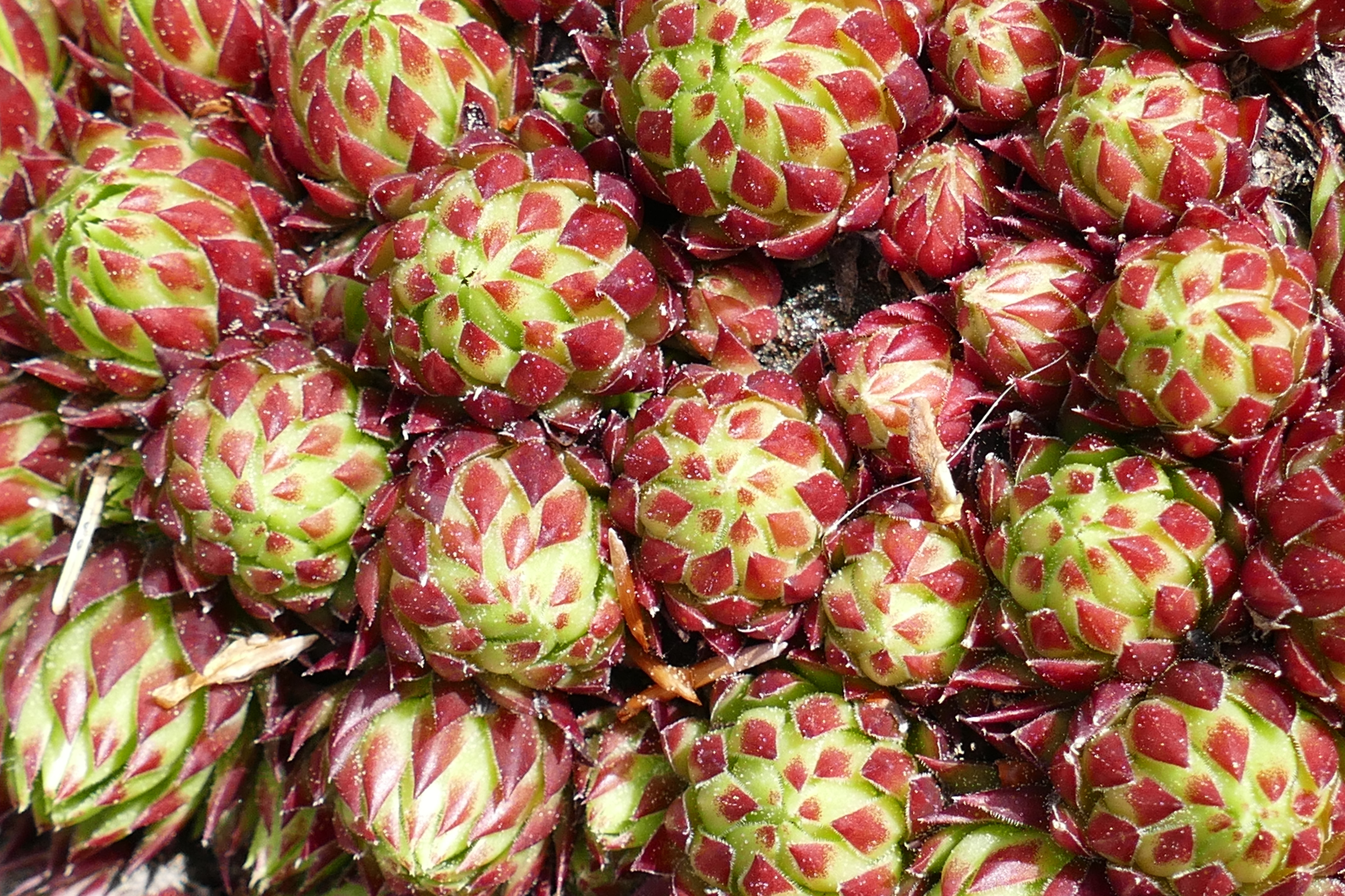 red and green fruits