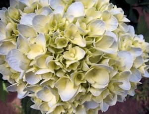 white petal flower lot thumbnail