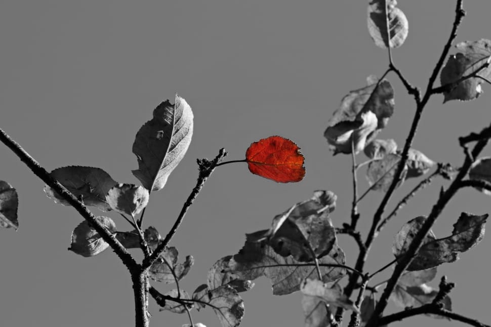 selective color photography of a leaf preview