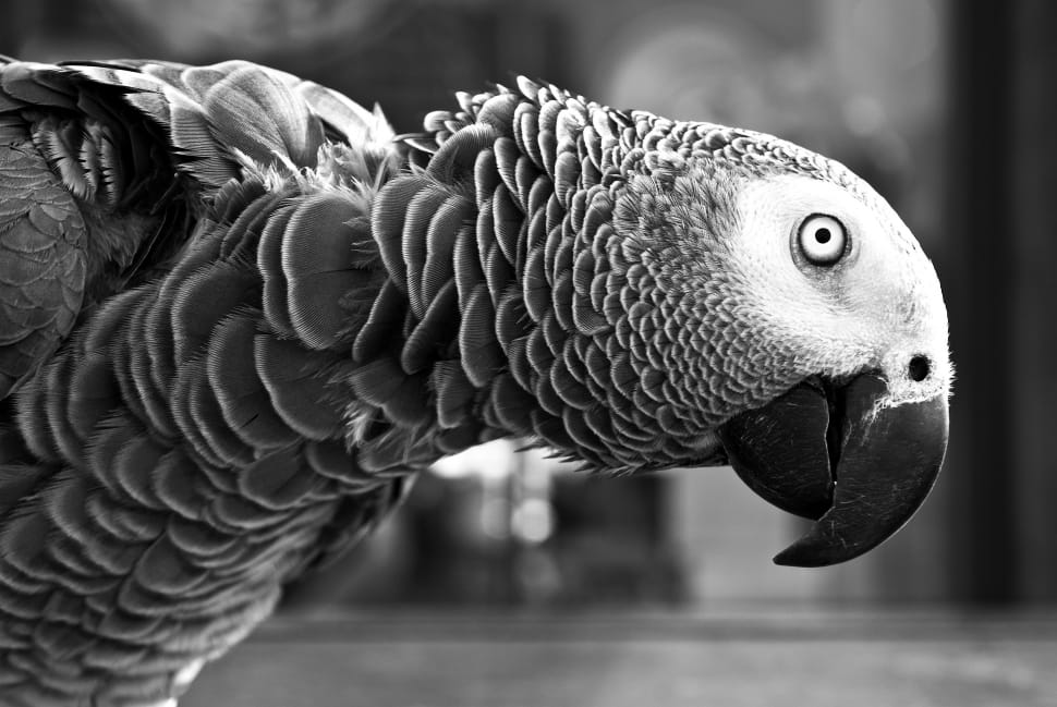 gray scale photo of macaw bird preview