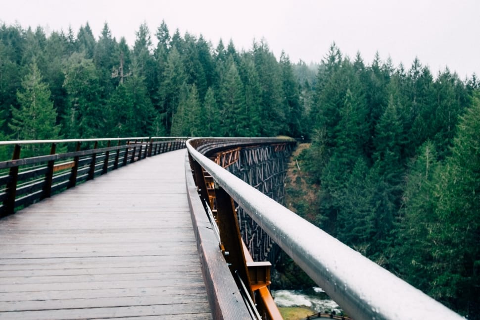 brown and black hanging bridge surrounded by green leaved trees during daytime preview