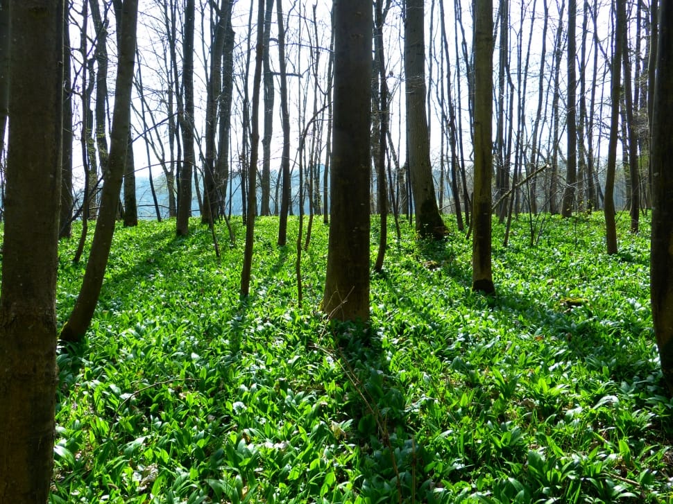 Bear'S Garlic, Forest, Plant, forest, tree preview
