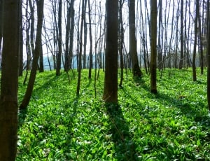 Bear'S Garlic, Forest, Plant, forest, tree thumbnail